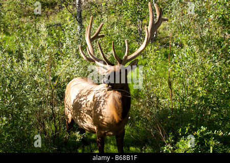 La mastication Elk herbes près du lac Maligne Banque D'Images