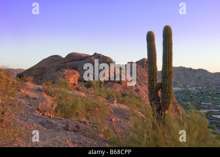 Saguaro Cactus, Camelback Mountain, Phoenix Arizona USA Banque D'Images