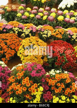 Chrysanthèmes marguerites hybr. Luchon France Banque D'Images