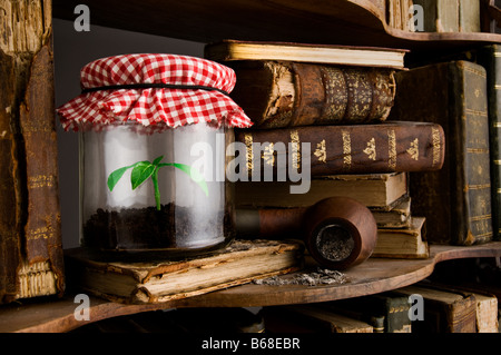 Jeune plant dans un pot oublié parmi les vieux livres poussiéreux, symbole de la force de la nature Banque D'Images