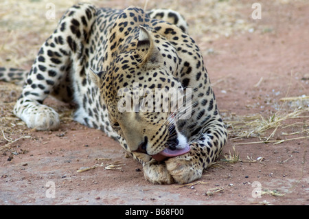 Le toilettage d'un Léopard lui-même après l'alimentation à la fondation Africat Namibia Banque D'Images
