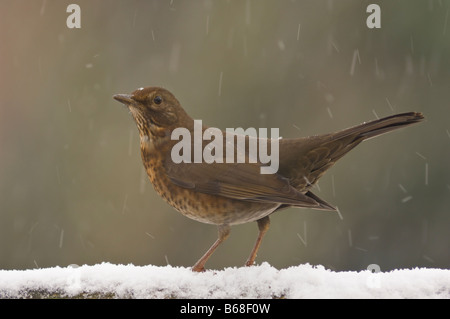 Blackbird (Turdus merula) femmes en hiver sur la neige couverts perchaude Banque D'Images