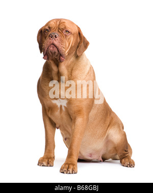 Dogue de Bordeaux 2 ans devant un fond blanc Banque D'Images