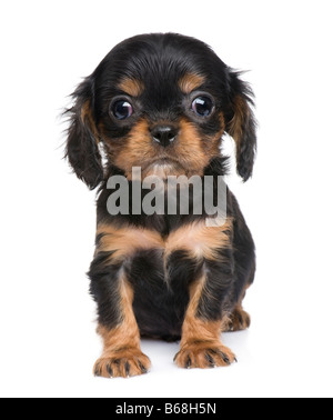 Cavalier King Charles chiot 7 semaines devant un fond blanc Banque D'Images