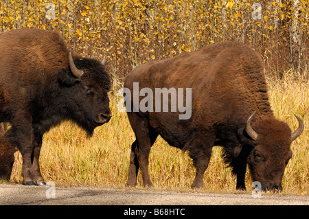 Bisons broutants par le côté de la route le parc national Elk Island en Alberta Canada Banque D'Images