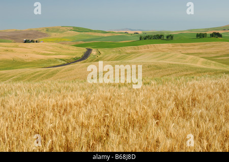 Les terres agricoles vallonnées de la Palouse Washington USA Banque D'Images