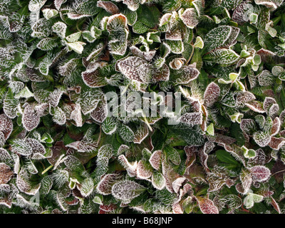 Premier gel. Frost couverts les plantes dans le jardin. Banque D'Images