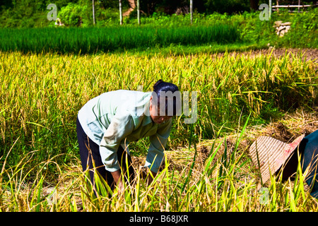 Deux agriculteurs travaillant dans une rizière champ, Xingping, Yangshuo, Guangxi Province, China Banque D'Images