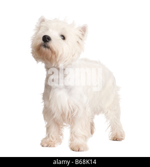 West Highland White Terrier 8 mois devant un fond blanc Banque D'Images