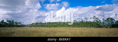 Le Parc National des Everglades, en Floride, Sawgrass marsh répond à pinelands ridge sous ciel rempli de nuages Banque D'Images