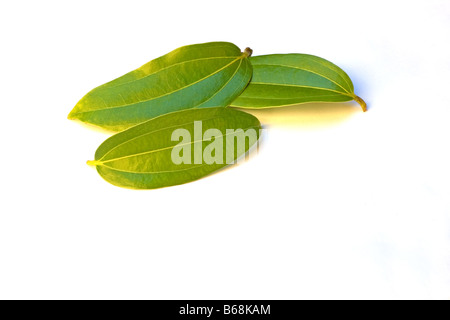 Feuilles de cannelle Banque D'Images