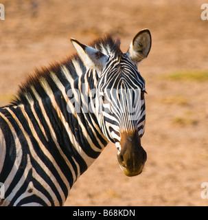 Zebra s head Parc national Amboseli au Kenya Banque D'Images