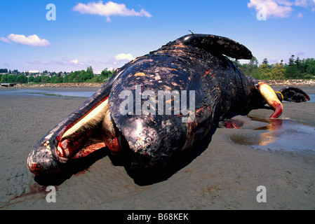 Un mort et décomposition des Baleines grises (Eschrichtius robustus) s'est échoué sur une plage de la côte ouest du Pacifique en Colombie-Britannique Canada Banque D'Images