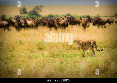 Chasse guépard kenya masai Mara Banque D'Images