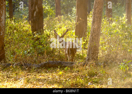 Un CERF TACHETÉ DANS LE PARC NATIONAL DE NAGARHOLE KARNATAKA Banque D'Images