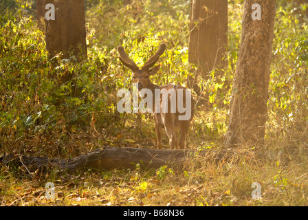 Un CERF TACHETÉ DANS LE PARC NATIONAL DE NAGARHOLE KARNATAKA Banque D'Images