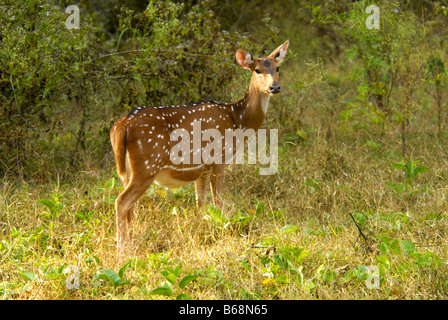 Un CERF TACHETÉ DANS LE PARC NATIONAL DE NAGARHOLE KARNATAKA Banque D'Images