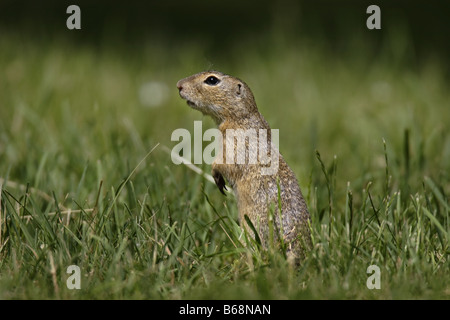 Erdhörnchen Ziesel spermophilus Citellus citellus Erdmännchen spermophile souslik d'Europe Banque D'Images