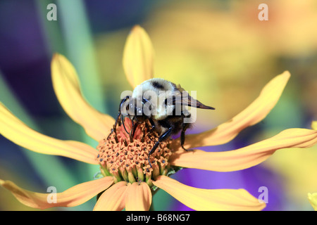 Bourdon en été dans la région de park sur tournesol jaune Banque D'Images