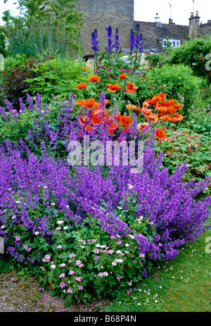 Nepeta et coquelicots à Abbey House Gardens Banque D'Images