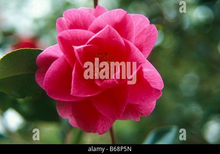 Camellia x williamsii MONICA DANCE Banque D'Images