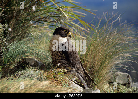 Faucon pèlerin (Falco peregrinus) photographié en Tasmanie en Australie Banque D'Images