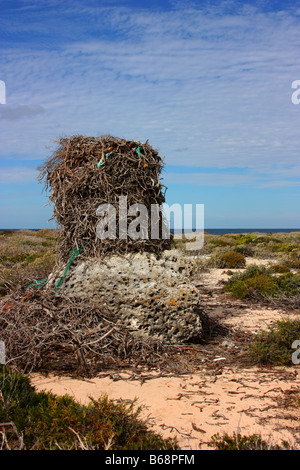 Une mer ospreys nichent sur l'île de wallabi est Banque D'Images