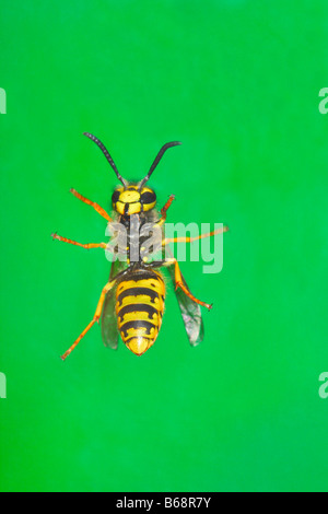 La Guêpe Vespula germanica allemand. Vue dessous Banque D'Images