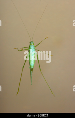 Bush-cricket, Phaneroptera falcata. Vue dessous Banque D'Images