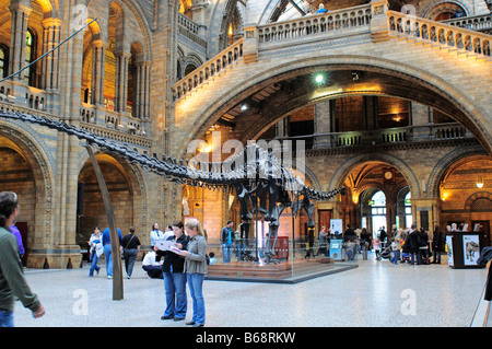 Natural History Museum main hall central avec squelette de Diplodocus South Kensington SW7 London Banque D'Images