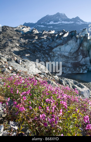 USA Alaska Glacier Bay National Park l'Épilobe Epilobium angustifolium fleurit sur les falaises au-dessus du glacier Lamplugh au coucher du soleil Banque D'Images