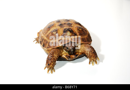 Image d'un isolé Tortue russe sur un fond blanc avec espace pour copier. Banque D'Images