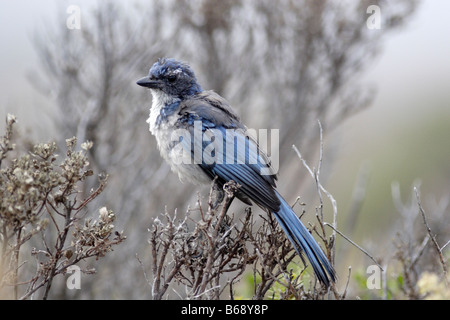Scrub Jay Ouest juvénile (Aphelocoma californica) Banque D'Images