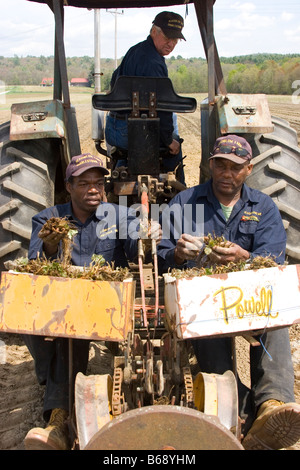 Deux jamaïcains planter les fraisiers de l'arrière d'un tracteur pendant qu'un autre homme durs Banque D'Images