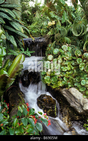 Plantes tropicales s'épanouir à côté de cascade dans Hawaii. Banque D'Images