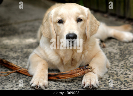 Un Golden Retriever de 6 mois et des bâtons d'écorce chews Banque D'Images