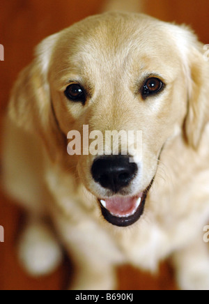 Un Golden Retriever de 6 mois sourit vers l'appareil photo Banque D'Images