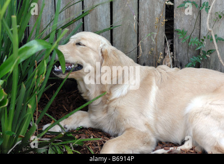 Un Golden Retriever de 6 mois se trouve dans le jardin et de produits à mâcher l'écorce et bois Banque D'Images