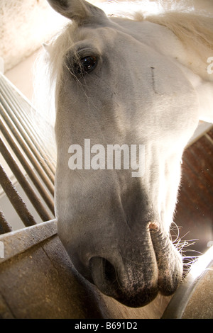 Journée portes ouvertes 2008 Slovénie de Lipica Banque D'Images