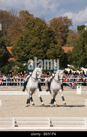 Journée portes ouvertes 2008 Slovénie de Lipica Banque D'Images