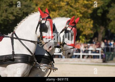Journée portes ouvertes 2008 Slovénie de Lipica Banque D'Images
