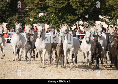 Journée portes ouvertes 2008 Slovénie de Lipica le monde célèbre lipizzan en Slovénie Banque D'Images