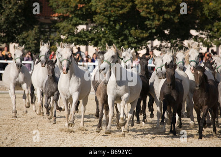 Journée portes ouvertes 2008 Slovénie de Lipica le monde célèbre lipizzan en Slovénie Banque D'Images