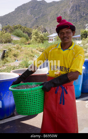 Les travailleuses agricoles trient les crevettes d'eau douce. Black Tiger crevettes une industrie d'exportation de plusieurs milliards de dollars en Thaïlande, en Asie. Banque D'Images