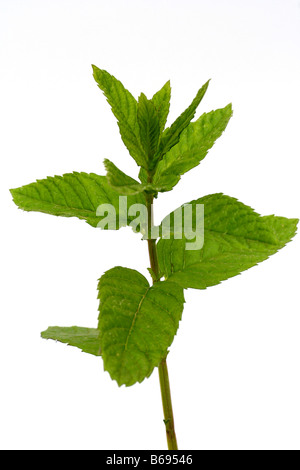 Menthe Mentha sp. Banque D'Images