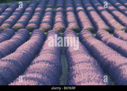 Domaine de lavandes en fleurs de Provence France Banque D'Images