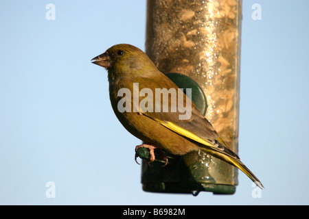 Finch vert Carduelis chloris se nourrissant de graines jardin feeder Banque D'Images