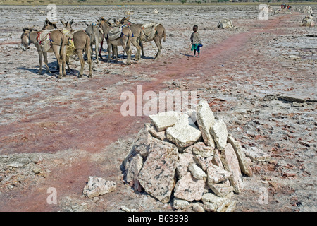 L'extraction de la soude au lac Natron en Tanzanie l'utilisation des ânes pour le transport des Massaïs les dalles de la rive du lac Banque D'Images