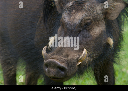 Cochon sauvage Afrique Ouganda défenses de sanglier Banque D'Images