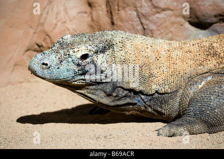 Dragon de Komodo en Australie Zoo, le zoo du Steve Irwin Famille. Banque D'Images